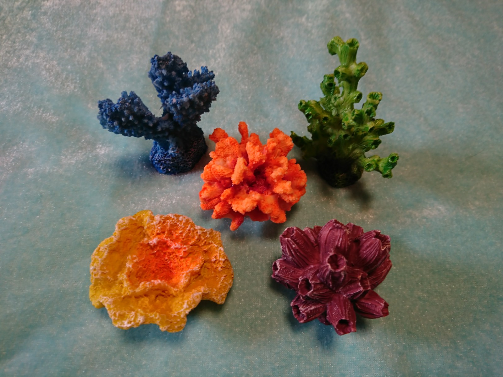 サンゴ5種セット